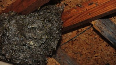 Yaban arıları tehlike saçıyor