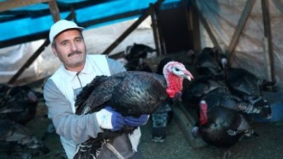 Küçükçekmece’de hindi pazarı kuruldu