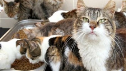 Tek eksikleri sıcak bir yuva