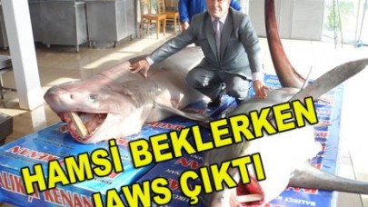 HAMSİ BEKLERKEN JAWS ÇIKTI