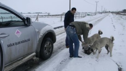 Sokak hayvanlarına unutulmadı