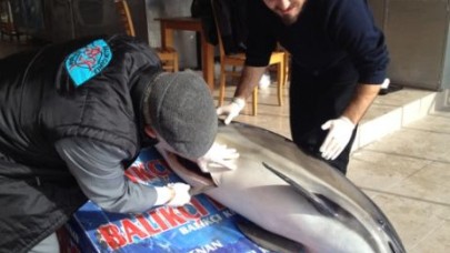 Karaya vuran yunusa otopsi!