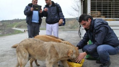 Sokak hayvanları belediye korumasında