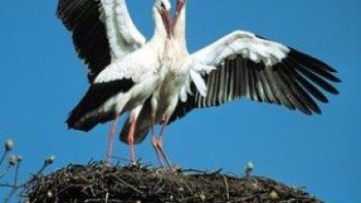 Köylülerden en özel dostlarına yuva