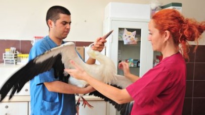 Slovakyalı leylek, şafak sayıyor