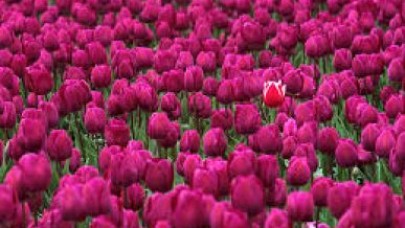 İstanbul Lale Festivali' başlıyor
