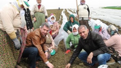 Büyükçekmece'de karpuz ekimi başladı