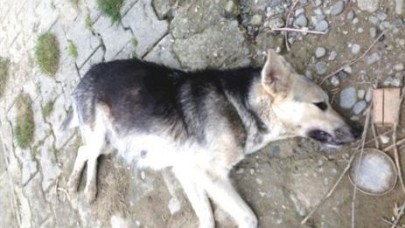 Silivri'de köpek katliamı!