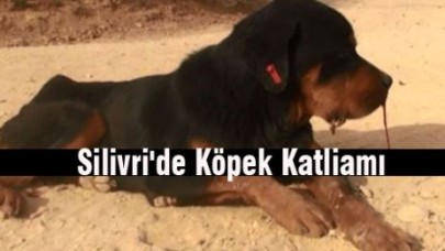 Silivri'de Köpek Katliamı