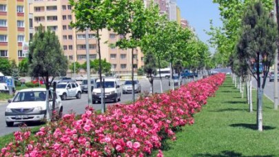 Gül zengini Beylikdüzü