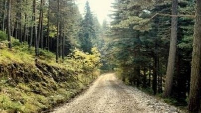 Orman arazileri halka verilecek