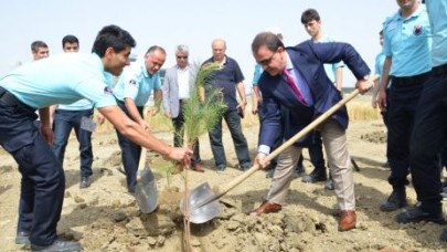 220 çam fidanı toprakla buluştu