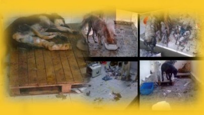 Adı barınak, tadı işkence evi!