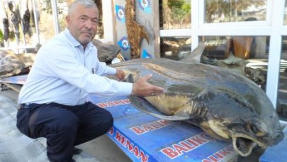 Dev köpekbalığı mumyalandı