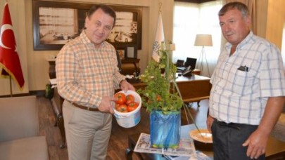 Sezonun ilk domatesi üretildi