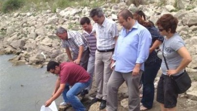 Göl ve göletlere sazan takviyesi