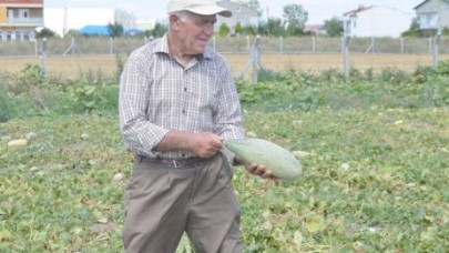 Selimpaşa’da Kavun Ve Bamya Festivali