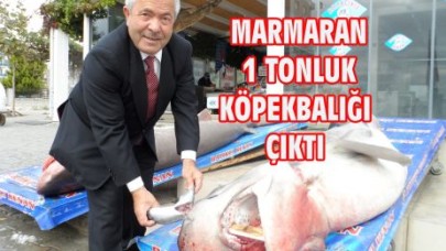 MARMARAN 1 TONLUK KÖPEKBALIĞI ÇIKTI