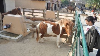 HAYVANLARI YAKINDAN TANIDILAR…