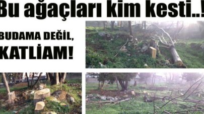 Budama değil, katliam!