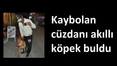 Akıllı köpek Tayni’den örnek davranış