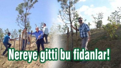 Nereye gitti bu fidanlar!