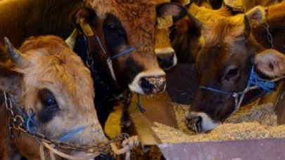 Elde kalan kurbanlıklar için devlet teklifi!