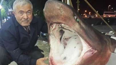 Beylikdüzü açıklarında dev köpek balığı yakalandı