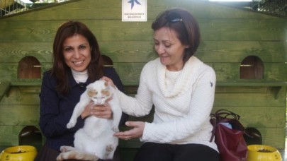 SOKAK KEDİLERİ YUVALARINA KAVUŞTU