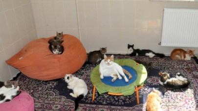 Belediye’nin örnek kedi evi