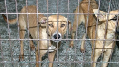 KEDİLER VE KÖPEKLER SAHİPLENDİRİLDİ