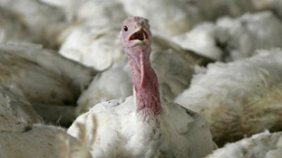 Kuş gribi kabusu yeniden!