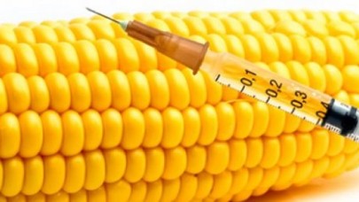 'Zehirli ayakkabı'dan sonra GDO'lu mısır!