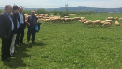 Meralar yine Hayvanlara kaldı !