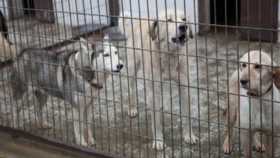 KEDİ VE KÖPEKLER DEHŞET EVİNDEN KURTULDU