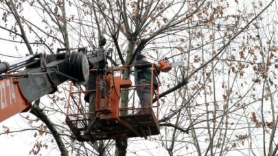 KÜÇÜKÇEKMECE’DE AĞAÇ BUDAMA ZAMANI