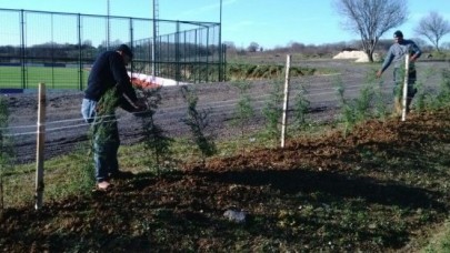 Park ve Bahçeler Müdürlüğü Yeni Ağaçlar Dikiyor