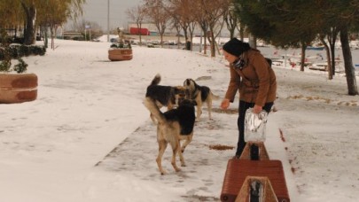 Belediye sokak hayvanlarını unutmadı