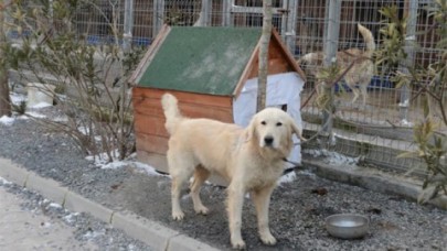 Beylikdüzü'de hayvanlar için kar önlemi