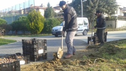Büyükçekmece'ye 200 bin lale soğanı dikildi