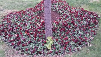 AVCILAR ÇİÇEKLERLE RENKLENECEK!