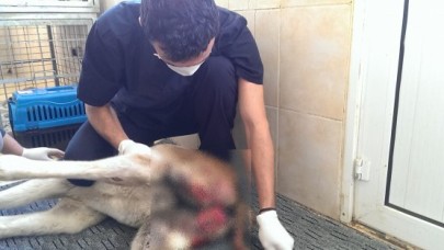 İBB’den hayvanseverlik örneği