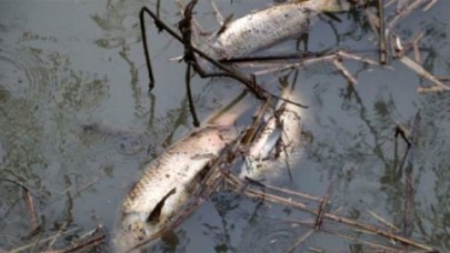 Riva Deresi ölü balık akıyor