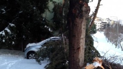 Lüks Cip Karın Devirdiği Çamın Altında Kaldı