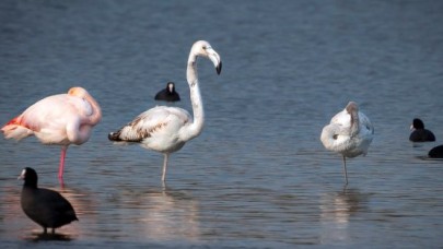 Flamingolar yeniden Büyükçekmece'de