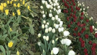 İstanbulda Lale Festivali başladı