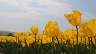 Şehrin Rengi Laleler Seymende Üretiliyor