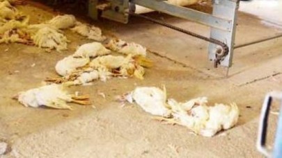 Ölümler sürüyor, tedirginlik arttı