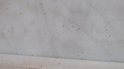 Dokuz Eylül Üniversitesini Kene Bastı!