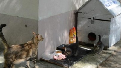 KEDİ SANDIĞA GİRDİ